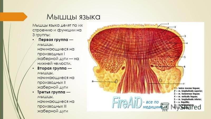 Мышцы Языка Анатомия Картинки