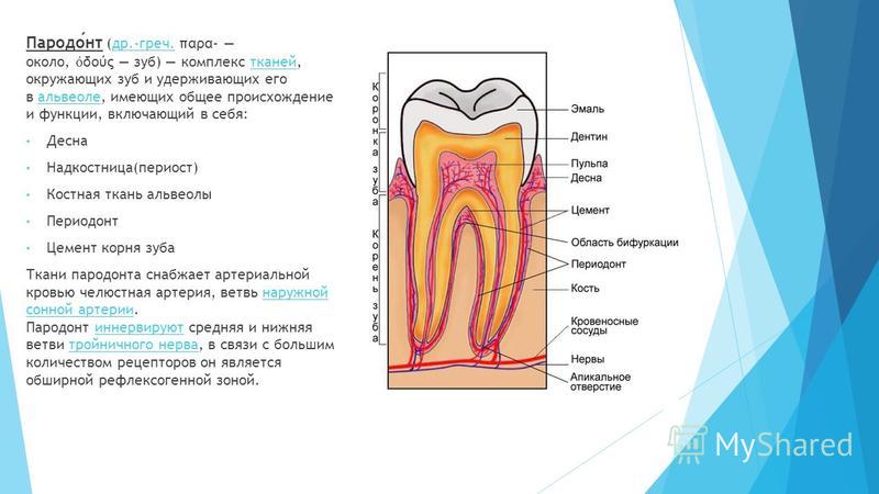 Пародонт зуба