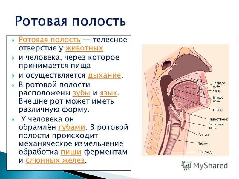 Гортань и надгортанник