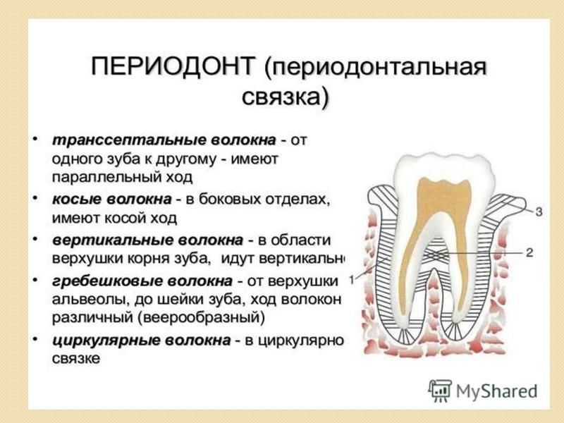 Схема десен. Анатомия строение зуба периодонт. Периодонт строение связки. Строение периодонта и пародонта зуба. Строение периодонта зуба волокна.