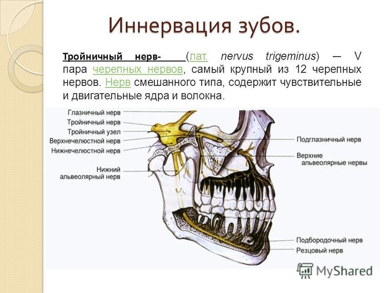 Зубные нервы схема