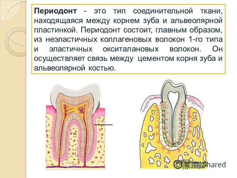 Периодонт