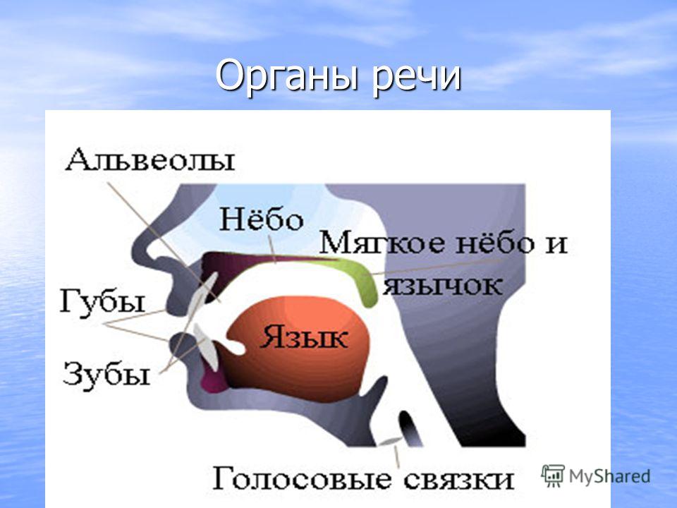 Образование речи. Органы речи. Речевые органы. Органы речи схема. Органы речи и их работа.