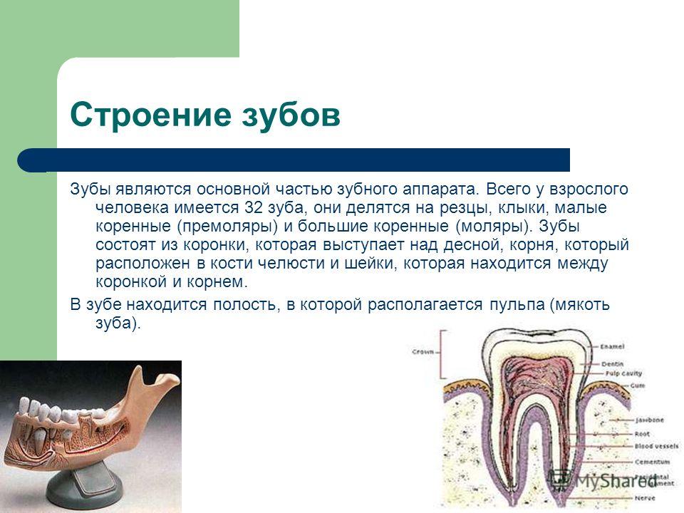 Малые коренные зубы взрослого человека. Зубы строение и функции. Строение коренного зуба. Зубы взрослого человека анатомия. Строение зубного аппарата человека.