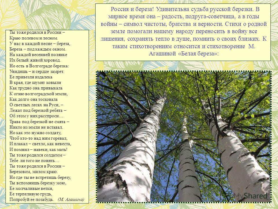 Отчего так березы. Береза стихотворение о войне. Стихи о Березе в годы войны. Стихотворение военных лет о Березе. Стихи о деревьях в войну.