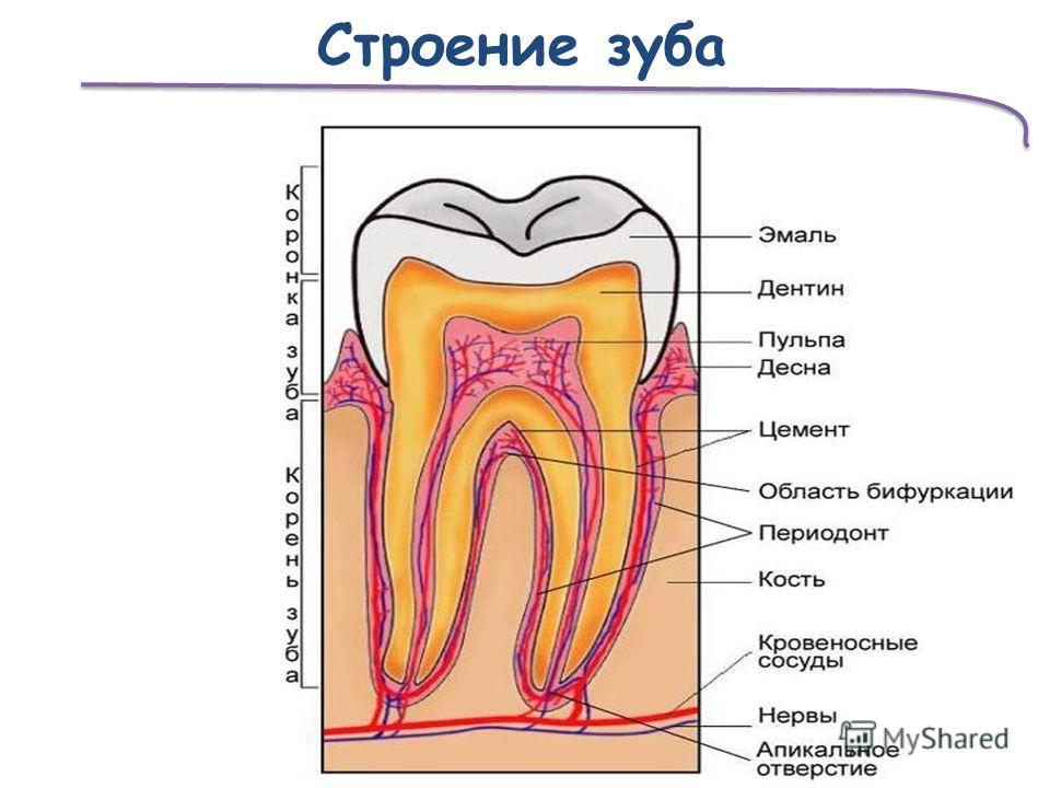 Для строение зуба характерно. Строение пародонта и периодонта. Анатомия периодонта зуба. Анатомия пародонта зуба. Строение пульпы зуба и периодонта.