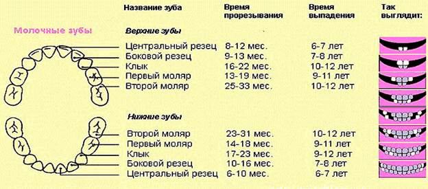 Соотнесите название зубов с их изображением на рисунке