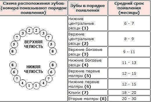 Как лезут зубы у детей последовательность схема
