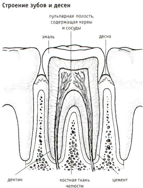 Строение зуба черно белая картинка