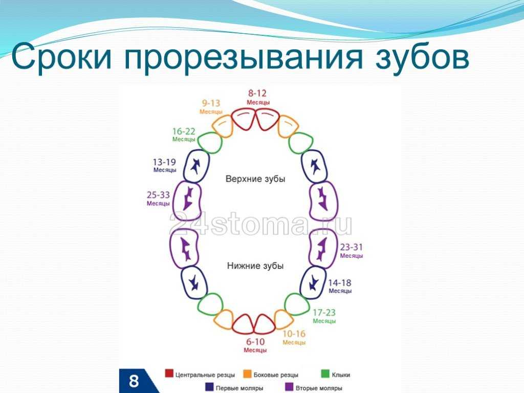 Схема вырастания зубов