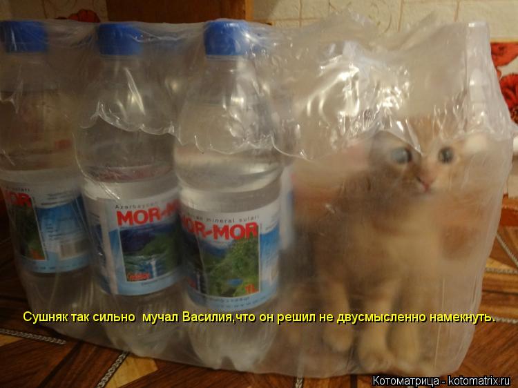 Сушняк роллы. Шутки про сушняк. Сушняк прикол. Сушняк мемы. Кот охраняет бутылки.