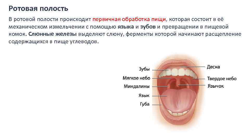 Сообщения полости рта. Ротовая полость строение и функции. Пищеварение в ротовой полости строение зуба. Диафрагма рта образована. Границей твердого и мягкого неба является.