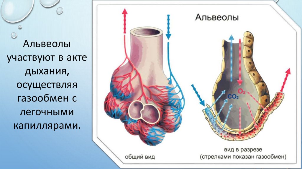 5 легочные пузырьки. Строение альвеол человека. Строение лёгких человека альвеолы. Легкие строение альвеолы. Легочная альвеола анатомия.