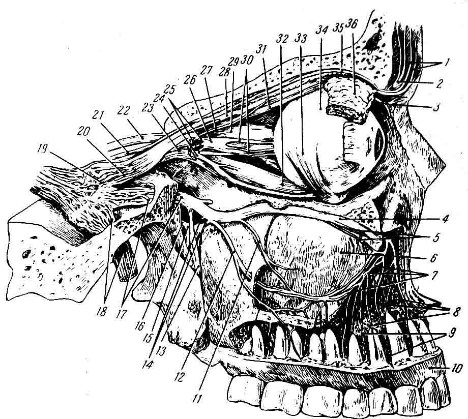 Иннервация верхней челюсти рисунок