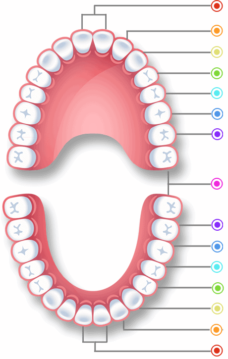 32 зуба. Нумерация зубов фото. Челюсть человека 32 зуба.