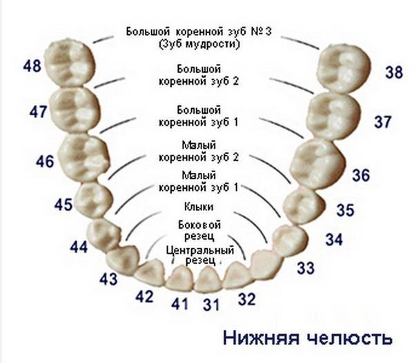 Зуб мудрости схема