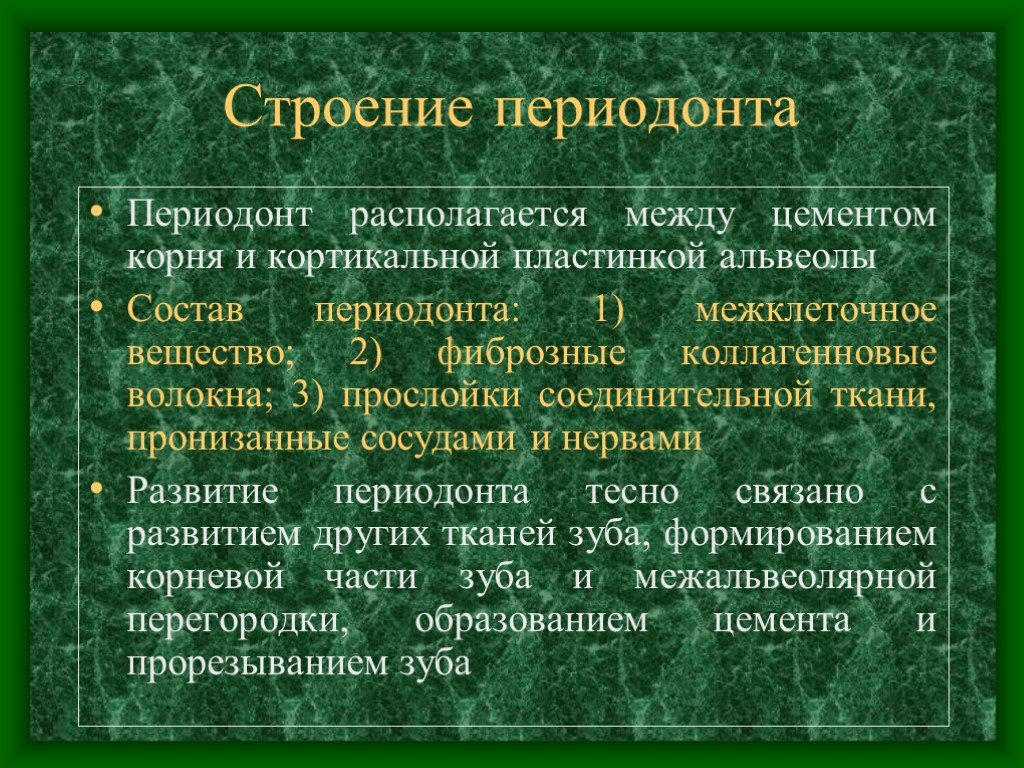 Периодонт. Строение периодонта. Группы волокон периодонта. Состав волокнистых структур периодонта. Периодонт гистологическое строение.