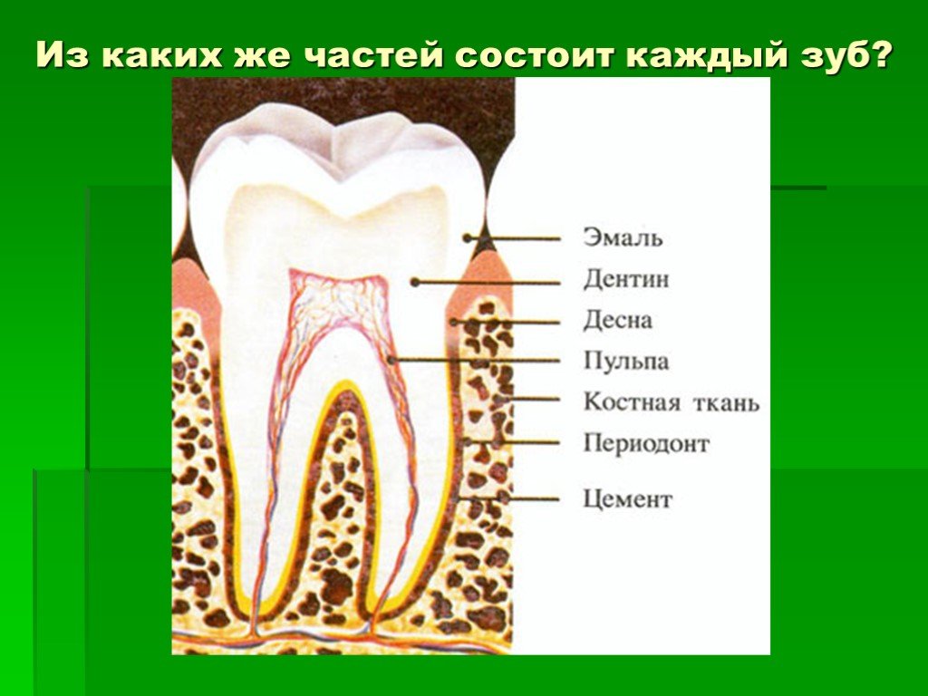 Какие части у зуба. Строение зуба. Строение коренного зуба. Строение зуба человека.