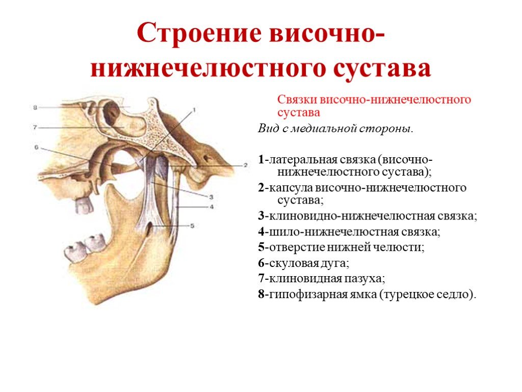Соединение нижнечелюстной и височной кости. Суставной бугорок ВНЧС строение. Анатомическое строение височно-нижнечелюстного сустава (ВНЧС).. Суставная капсула ВНЧС строение. Височно верхнечелюстной сустав анатомия.