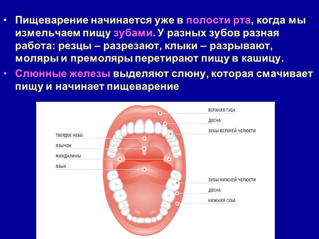 Пищеварение в ротовой полости функции. Ротовая полость с зубами биология 8 класс. Пищеварение в полости рта человека. Пищеварение в ротовой полости 8. Процесс пищеварения в ротовой полости.