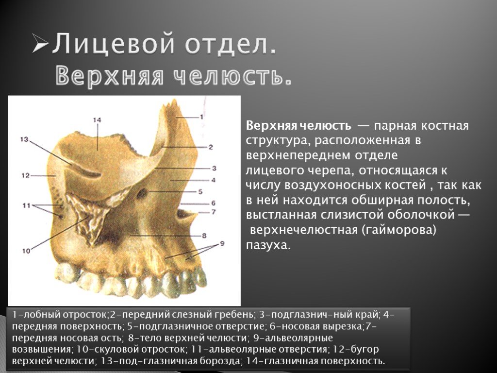 Строение 18. Строение верхнечелюстной кости. Верхняя челюсть кость анатомия. Раковинный гребень верхней челюсти. Слезный гребень верхней челюсти.