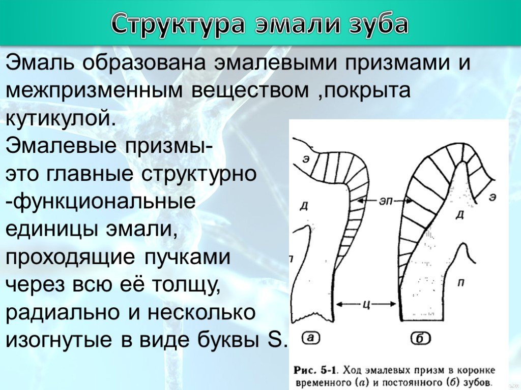 Химическое строение эмали. Строение эмали зуба. Эмалевые Призмы зуба. Структура эмали.