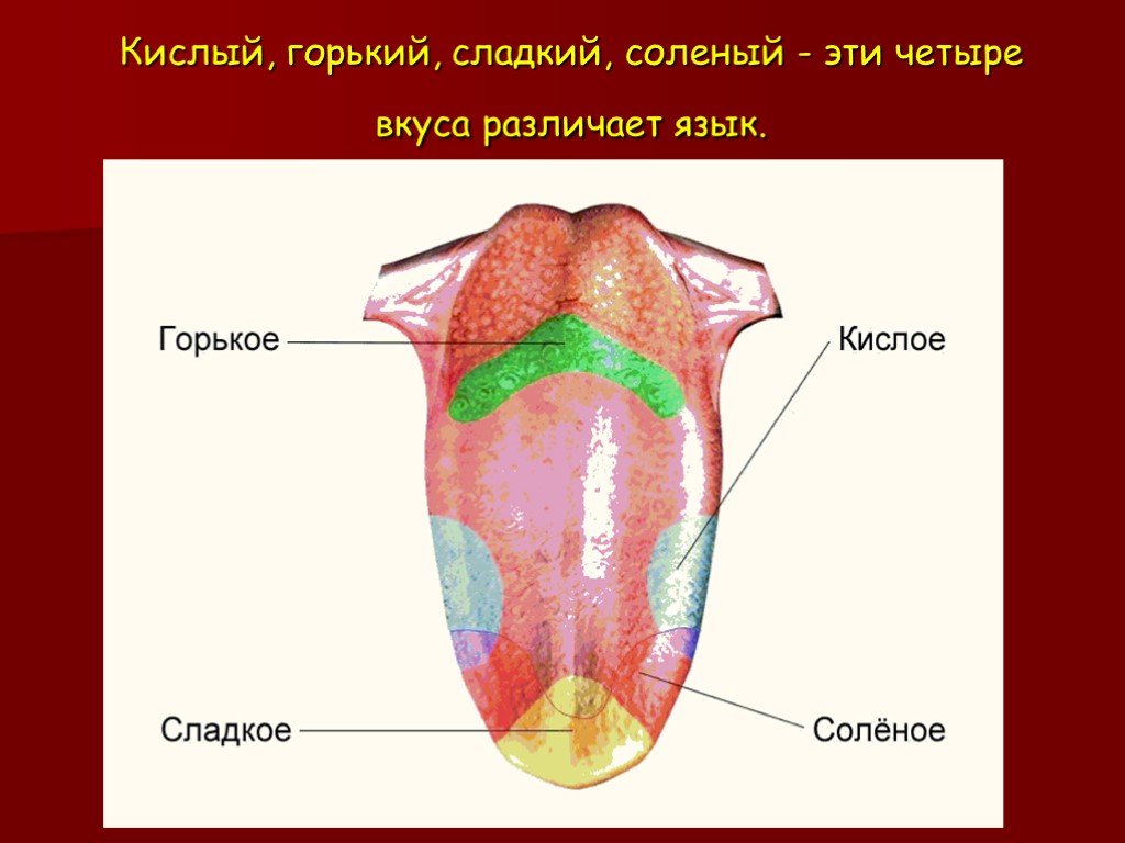 Горький сладкий кислый. Вкусовые зоны языка биология 8 класс. Орган вкуса анатомия. Язык орган чувств.