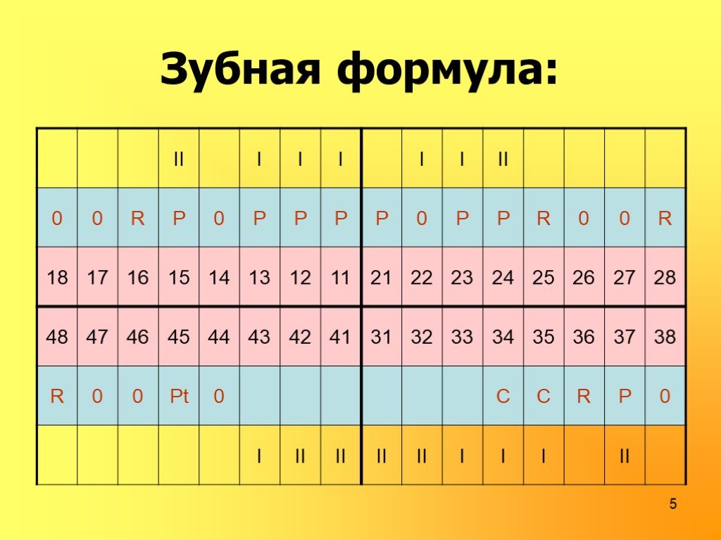 Зубная формула человека. Зубная формула. Составление зубной формулы. Зубная формула зубов. Зубная формула воз.