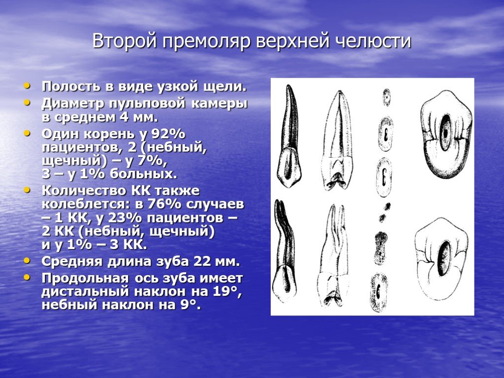 Первый верхний 2. Второй премоляр нижней челюсти анатомия корневых каналов. Второй премоляр нижней челюсти эндодонтия. Анатомия корневых каналов премоляров верхней челюсти. Премоляры верхней челюсти анатомия.