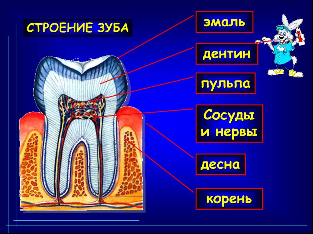 Строение зуба картинка для детей