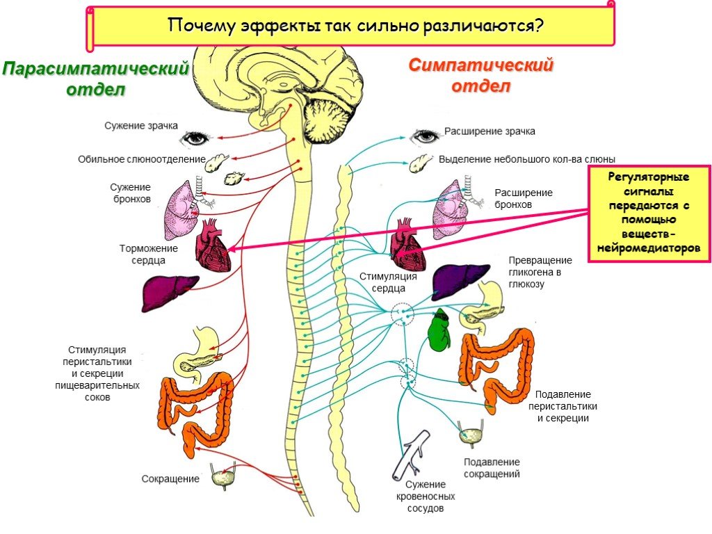 Действия симпатического и парасимпатического отделов. Симпатический отдел вегетативной нервной системы схема. Строение парасимпатического отдела нервной системы. Схема симпатической и парасимпатической нервной системы. Схема симпатического отдела вегетативной системы.