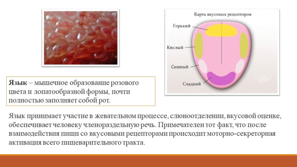 Какими цифрами на рисунке обозначены зоны языка которые воспринимают кислый и горький вкусы