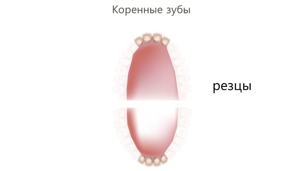 Резцов зубы. Коренной зуб резец. Шлиц зубы резцы.