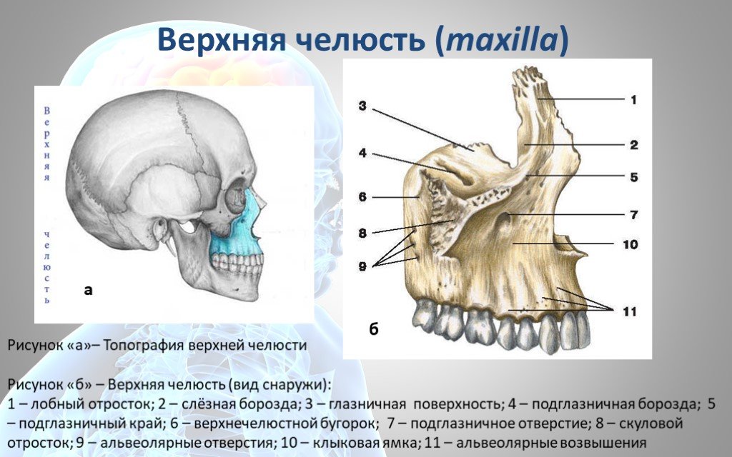 Схема верхней челюсти