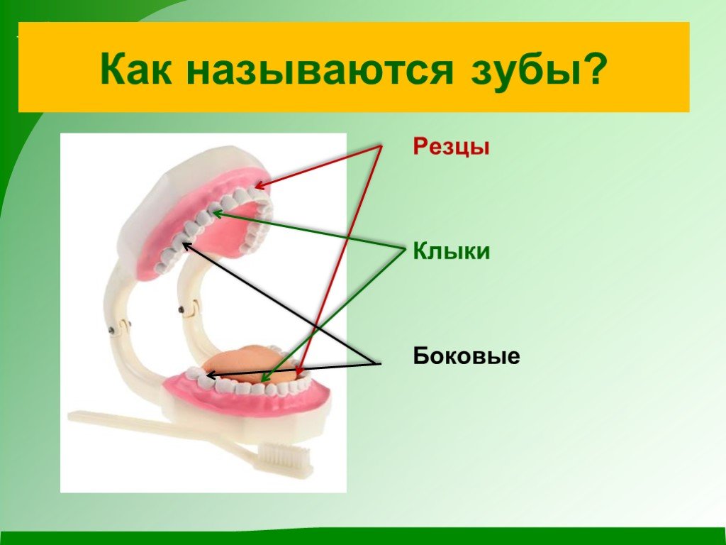 Как называются зубы. Название зубов в ротовой полости человека. Резцы зубы как называются.