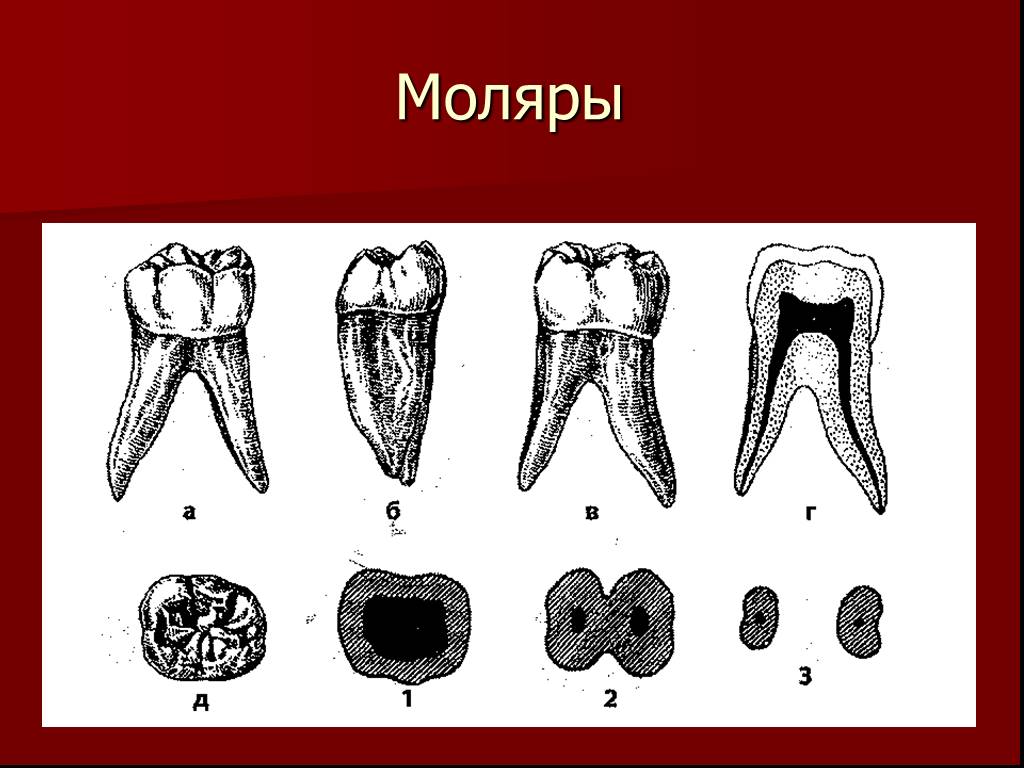 Зуб справа. Первый Нижний моляр анатомия. Первый моляр нижней челюсти анатомия. Анатомия зубов 1 моляра нижней челюсти. 3 Моляр нижней челюсти.