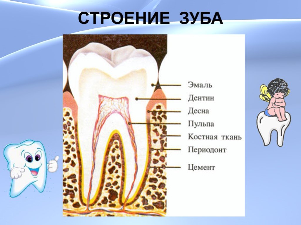 Зубы человека у детей. Строение зуба анатомия кариес. Строение зуба человека для детей. Строение зубов кариес биология.
