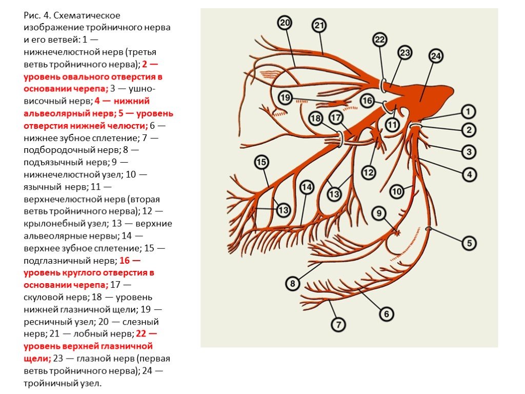 Ход тройничного нерва схема