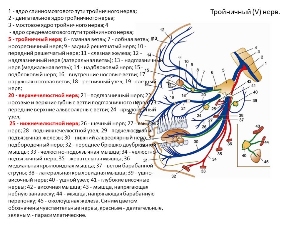 Волокна лицевого нерва. Топография ядер тройничного нерва. Тройничный нерв расположение ветвей схема. Тройничный нерв схема иннервации ветви. Схема третьей ветви тройничного нерва.