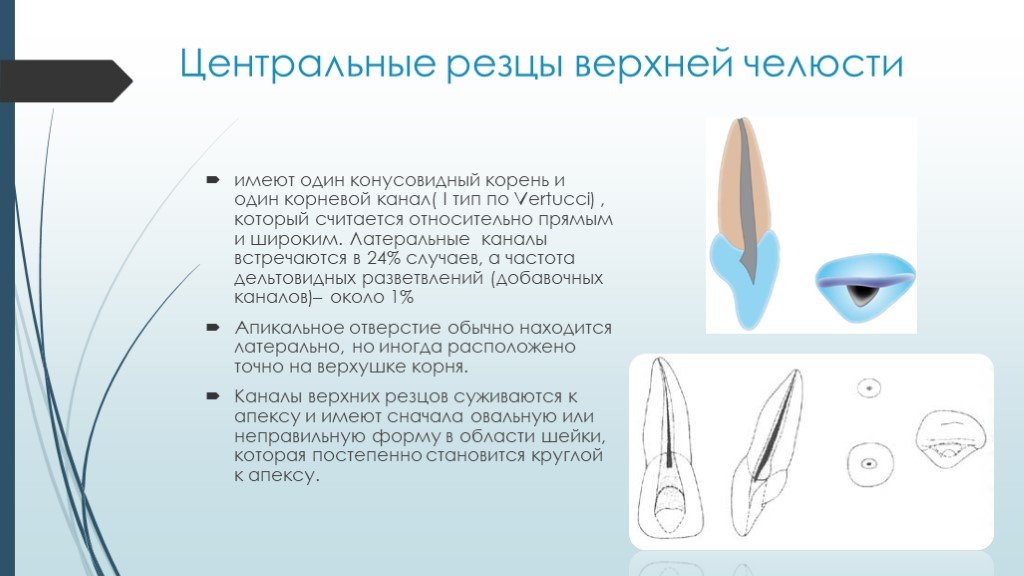 Анатомия резцов. Центральный резец верхней челюсти анатомия. Строение центрального резца верхней челюсти. Центральный резец верхней челюсти каналы. Центральный резец нижней челюсти каналы.