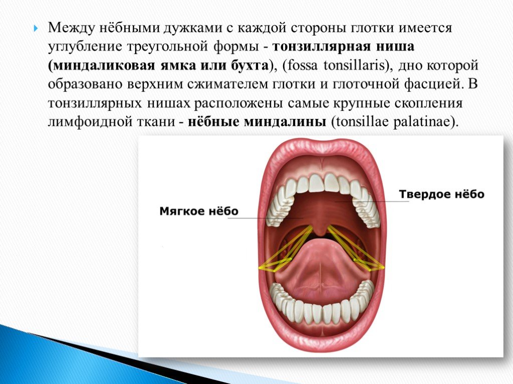 Гланды строение схема миндалины