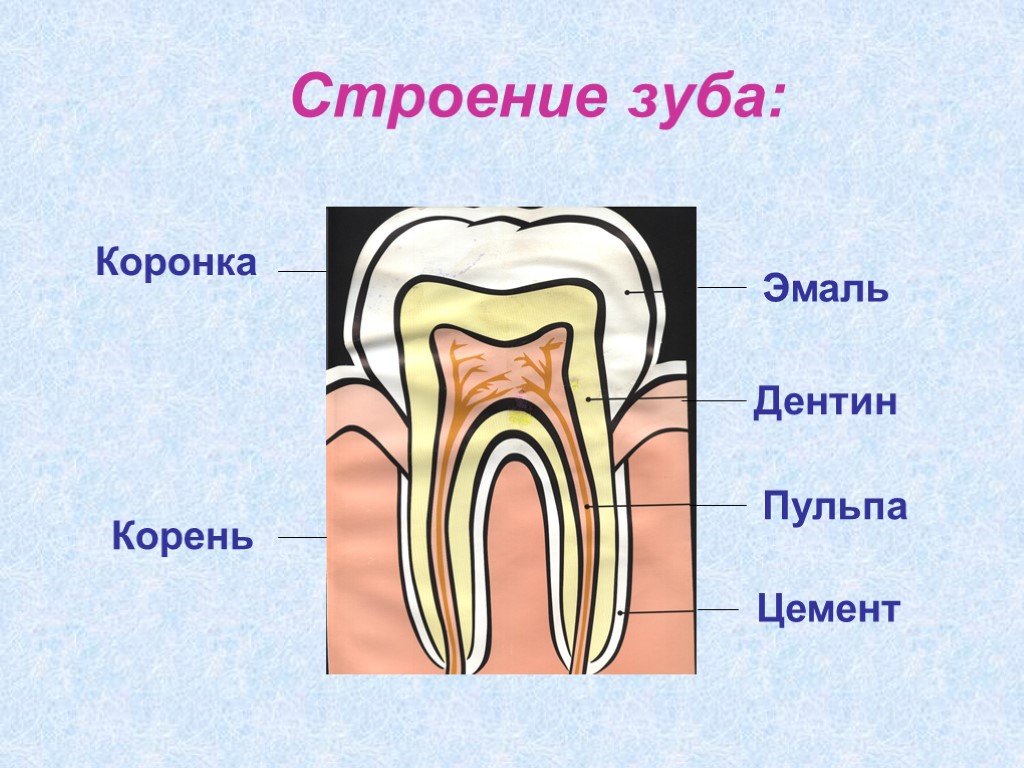 Хорошо строение. Строение зуба 3 класс. Строение зуба человека для детей. Наружное строение зуба.