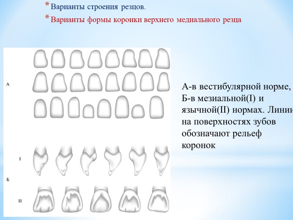 Вариант стр. Форма коронки верхних резцов. Формы вестибулярных поверхностях зубов.