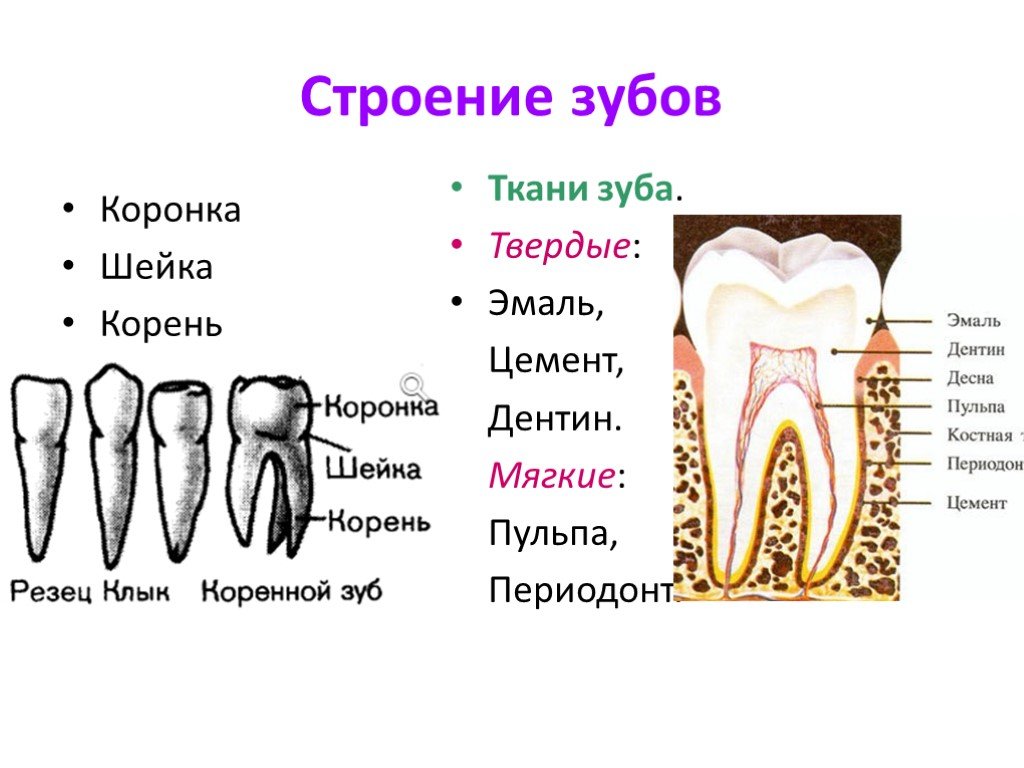 Как какие зубы называются. Анатомия зубов коронка шейка корень. Строение зуба анатомия части и ткани. Строение зуба эмаль дентин цемент пульпа. Строение и функции твердых тканей зуба.