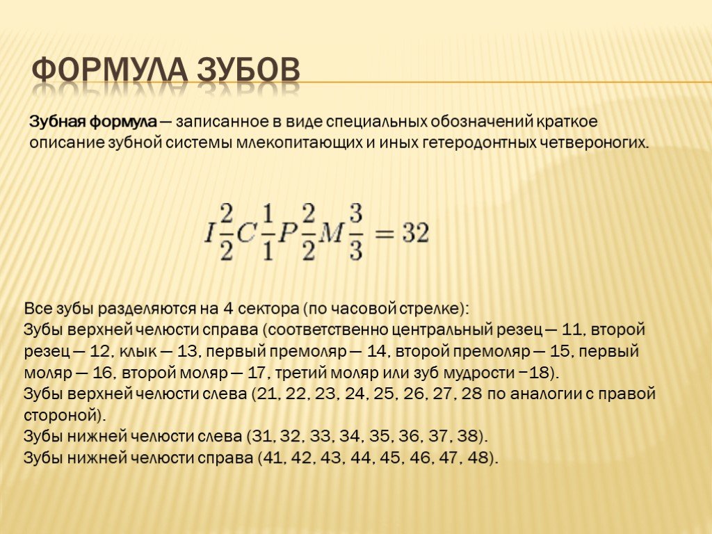 На диаграмме показано число зубов у некоторых млекопитающих сколько зубов у волка