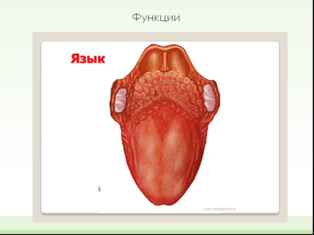 Срединная борозда языка. Человеческий язык строение. Структура языка человека. Вкусовые сосочки на корне языка.