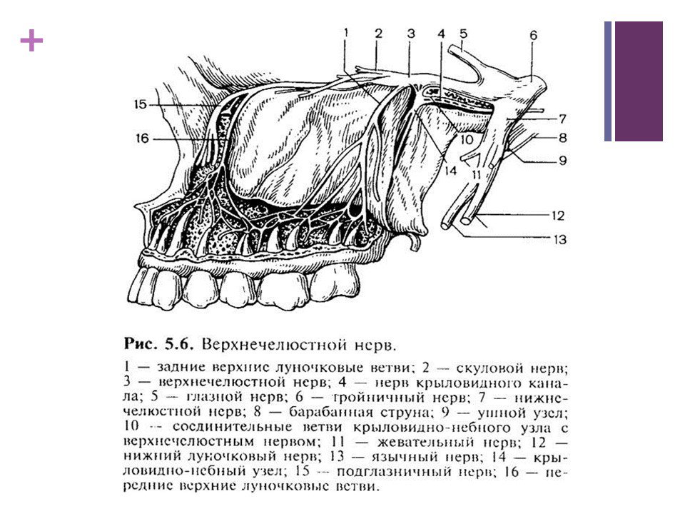 Нервы в зубах схема