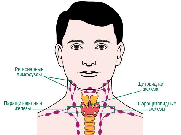 В горле лимфоузлы схема