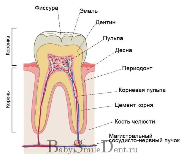 Строение молочного зуба у детей. Строение молочного зуба анатомия. Строение пульпы молочного зуба. Жевательный молочный зуб строение.