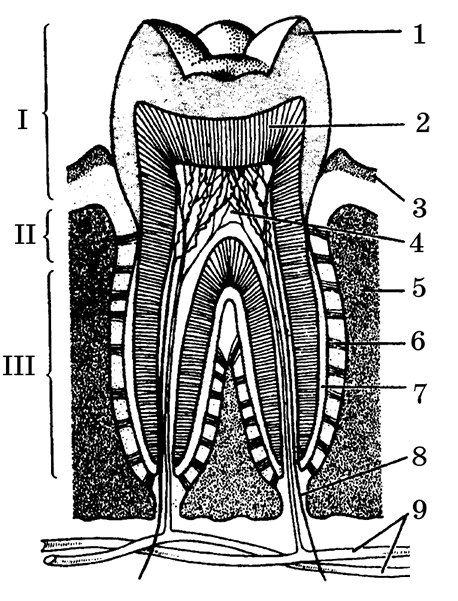 Строение зуба 7. Анатомия пульпа зубов 1.4. Биология периодонта. Периодонт зубов человека анатомия.
